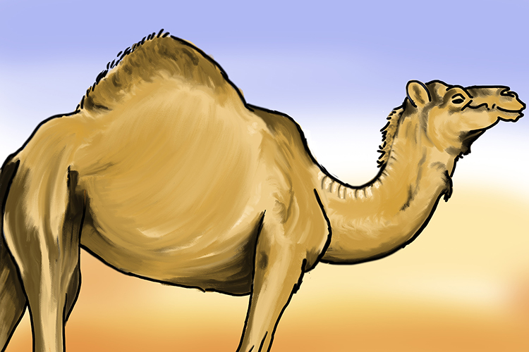 Camels can store extra energy in the hump and helps the body to cool down in hot temperatures